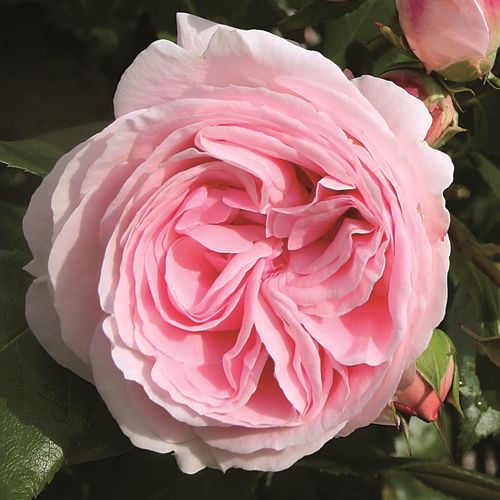 Vendita, rose rose climber - rosa - Rosa Giardina® - rosa mediamente profumata - Hans Jürgen Evers - ,-